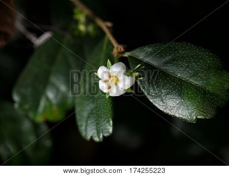 Flower of Carmona retusa Isolated on Background