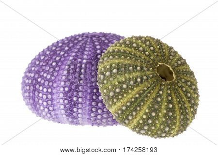 Sea shells of violet and green sea urchin ( Echinoidea) isolated on white background.