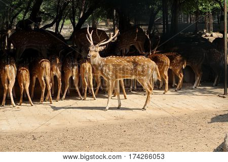 Deer in park New Delhi park 