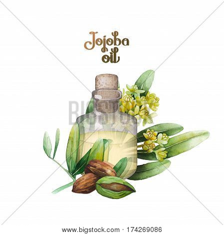 Watercolor jojoba design. Hand pained oil bottle decorated with seads, leaves and flowers. Herbal medicine