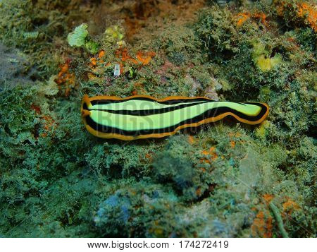 The surprising underwater world of the Bali basin, Island Bali, Lovina reef, flatworm