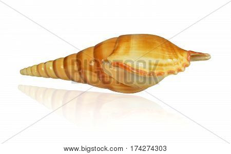 Shell marine mollusk Arabian tibia (lat. Tibia insulaechorab) on a white background, mirror reflection