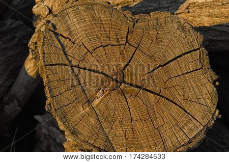 Heartwood that can be used as wood texture