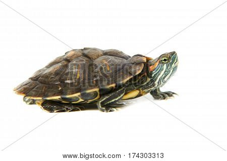 Red ear turtle isolated on white background