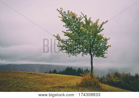 isolated tree in top of the hill