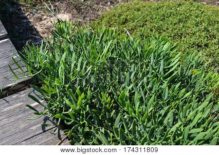 Green plant growing from the path leading to the sea. Cyprus