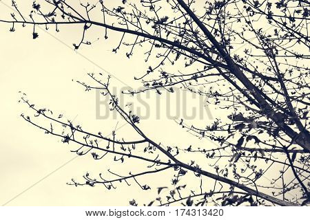 Tree Tips Branches with some Flowers