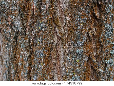 Old rough wood texture. Wooden texture. Wooden background. Tree texture. Tree background. Crack tree texture. Old tree texture. Old tree background. Exotic tree texture. Nature texture background.