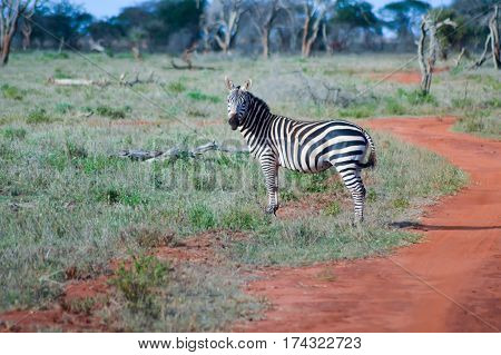Zebra lying in the savanna of Tsavo West Park in Kenya