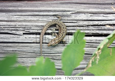 Lizard Reptile On A Wooden Board.