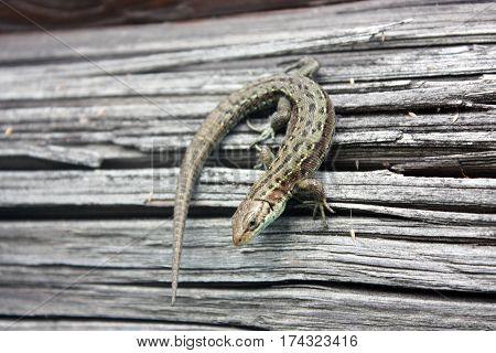 Lizard Reptile On A Wooden Board.