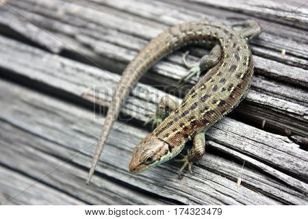 Lizard Reptile On A Wooden Board