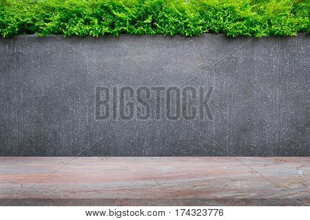 Concrete wall or marble wall and marble floor with ornamental plants or ivy or garden tree for background.
