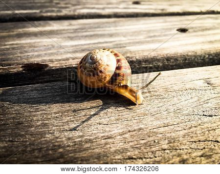 snail slowly sneaking on a wood plank