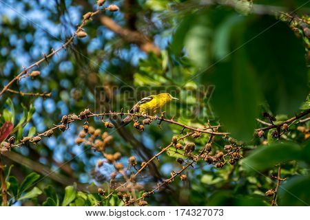 Bird (common Iora) On A Tree