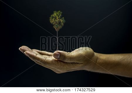 Hand Holding Borassus Flabellifer Palm Tree