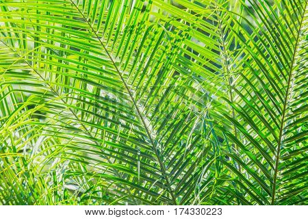 close up abstract background of green palm leaves