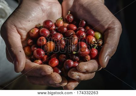 Close up red berries coffee beans on hand dark tone