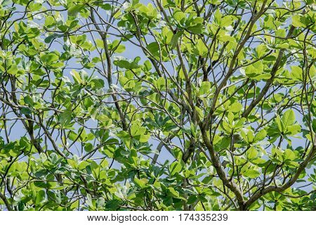 Branches of tree with fresh green foliage and blue sky. low angle view. (Terminalia catappa)