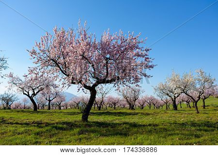 Field with almond blossoms in the region of Los Velez in Almeria, Spain