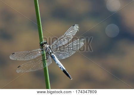 Dragonfly lattice or a big blue dragonfly (lat. Orthetrum cancellatum) is a dragonfly of the genus Orthetrum the Real family of dragonflies (Libellulidae) with eyes the color of turquoise
