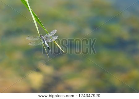 Dragonfly lattice or a big blue dragonfly (lat. Orthetrum cancellatum) is a dragonfly of the genus Orthetrum (Orthetrum) the Real family of dragonflies (Libellulidae)