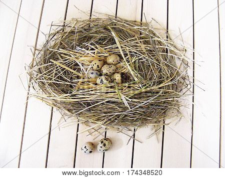 Quail eggs in the quail's nest, pictures of eggs in the bird's nest, quail eggs useful and nutritional value