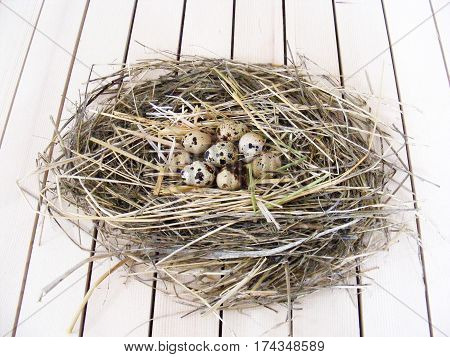 Quail eggs in the quail's nest, pictures of eggs in the bird's nest, quail eggs useful and nutritional value