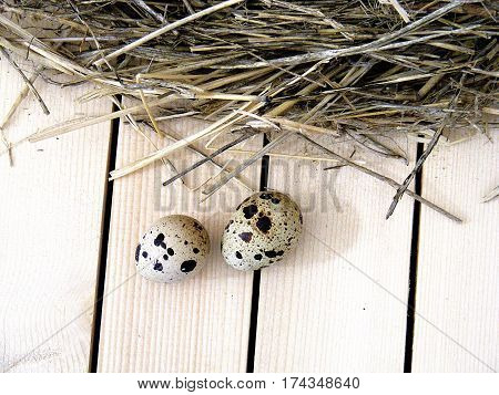 Quail eggs in the quail's nest, pictures of eggs in the bird's nest, quail eggs useful and nutritional value