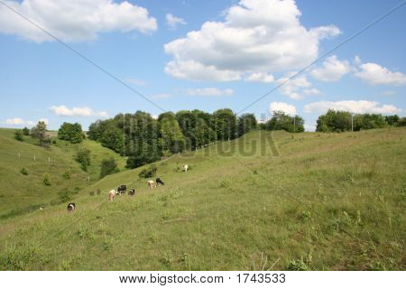 Vaches