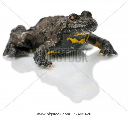 Gulbuget tudse, Bombina variegata, foran hvid baggrund