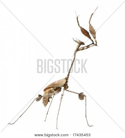 바이올린 사마귀, Gongylus gongylodes, 흰색 배경 앞에서 방황 하 고