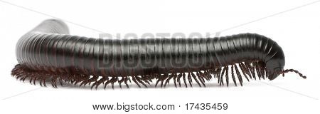千足，足，Spirostreptus 竹材，在白色背景前