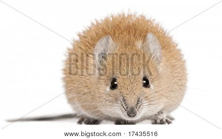 Golden Spiny mus, Acomys russatus, 1 år gammel, foran hvid baggrund