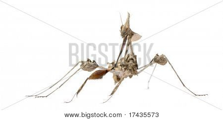 바이올린 사마귀, Gongylus gongylodes, 흰색 배경 앞에서 방황 하 고