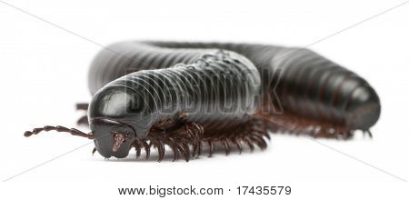 노래 기, Myriapoda, Spirostreptus giganteus 흰색 배경 앞