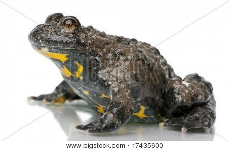 Gulbuget tudse, Bombina variegata, foran hvid baggrund