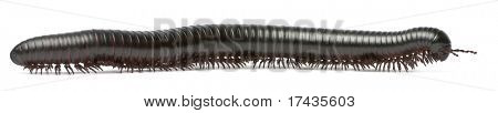 노래 기, Myriapoda, Spirostreptus giganteus 흰색 배경 앞