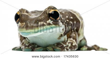 Amazon leche rana, Trachycephalus resinifictrix, frente a fondo blanco