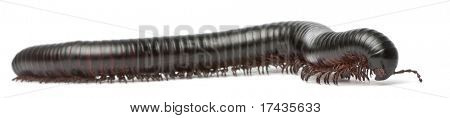 노래 기, Myriapoda, Spirostreptus giganteus 흰색 배경 앞