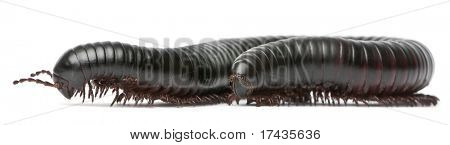 노래 기, Myriapoda, Spirostreptus giganteus 흰색 배경 앞