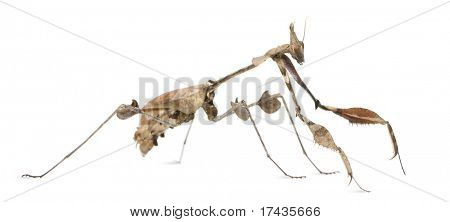 바이올린 사마귀, Gongylus gongylodes, 흰색 배경 앞에서 방황 하 고