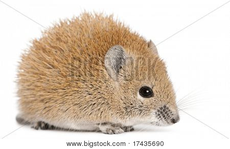 Golden Spiny mus, Acomys russatus, 1 år gammel, foran hvid baggrund