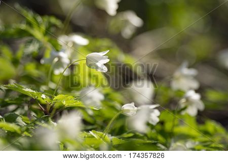 Buds of an anemony are dismissed on a meeting to the spring sun.