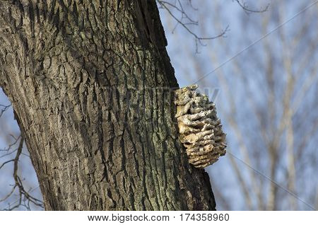 Stepwise build-up mushroom (tinder) on a winding tree bark.