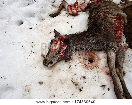 deer torn wolves , deerskin torn wolves ,
