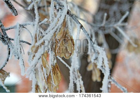 Marple Seeds On The Branch Covered With Frost