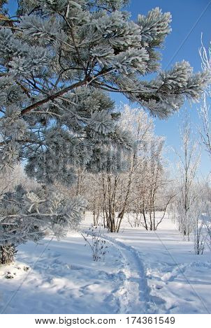 Trodden path in snow-covered Siberian park in a day time