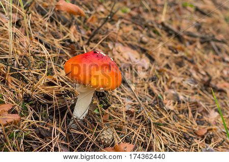 Young flyagaric in an autumnal coniferous forest