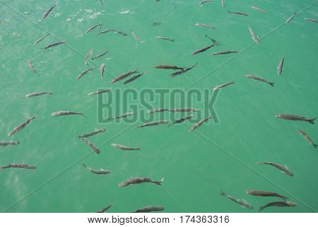 A background with a shoal of fishes in the water of Maditerranean sea at the port of Malaga Andalusia Spain.